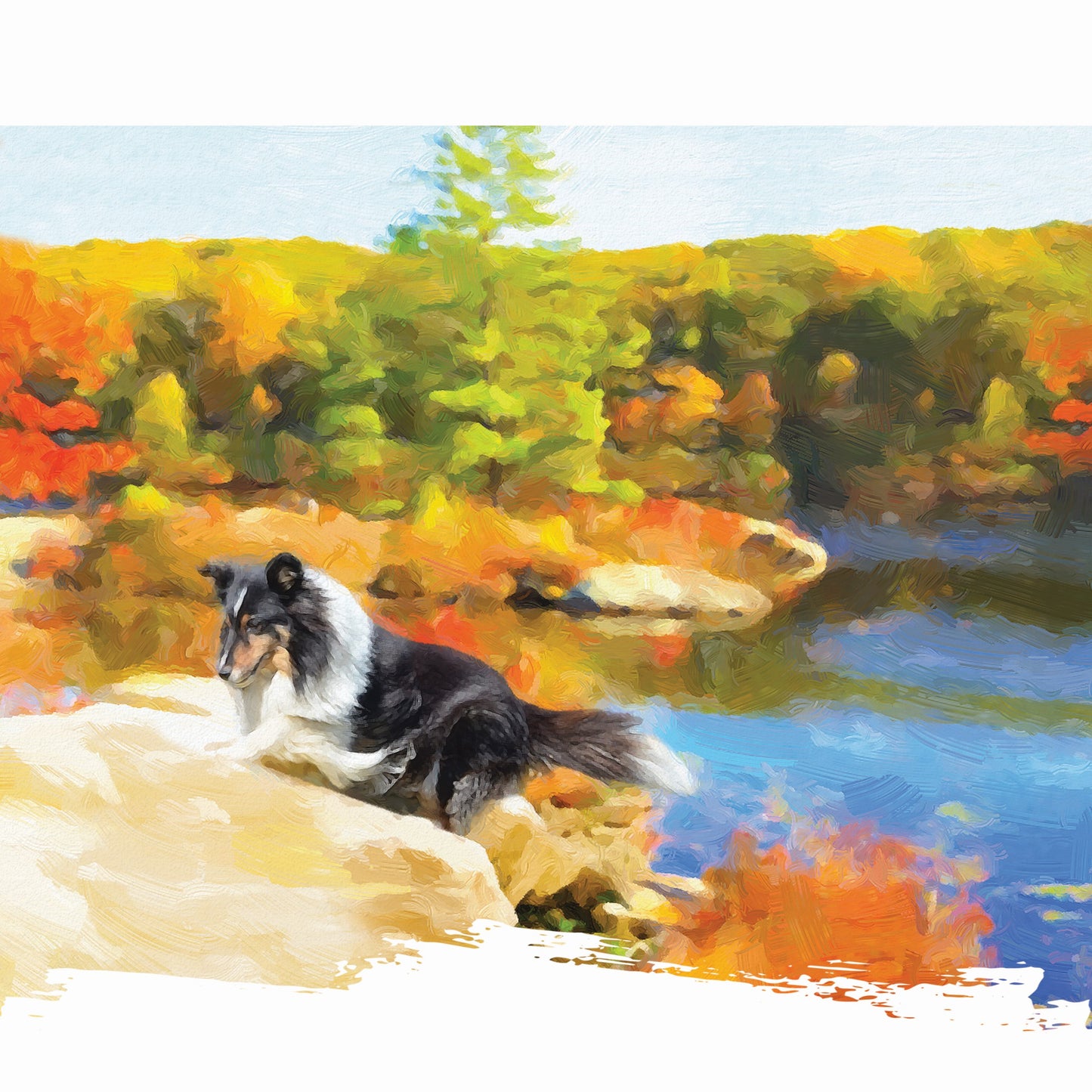 Border Collie