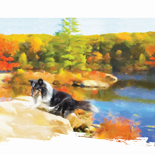 Border Collie