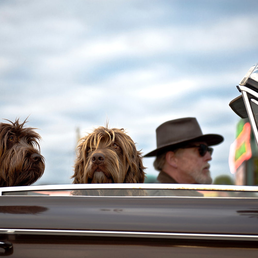 Two Dogs In Covertable With Their Owner