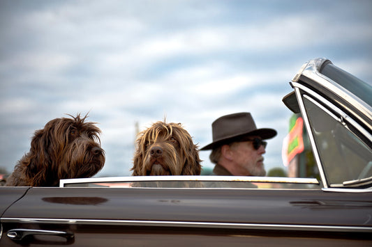 Two Dogs In Covertable With Their Owner