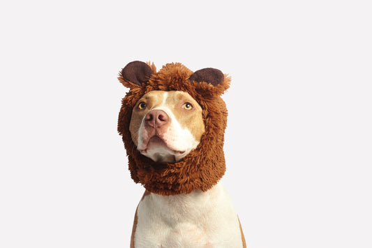 Boxer Dog In Lion Costume