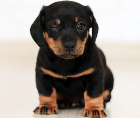 Cute Rottweiler puppy winking
