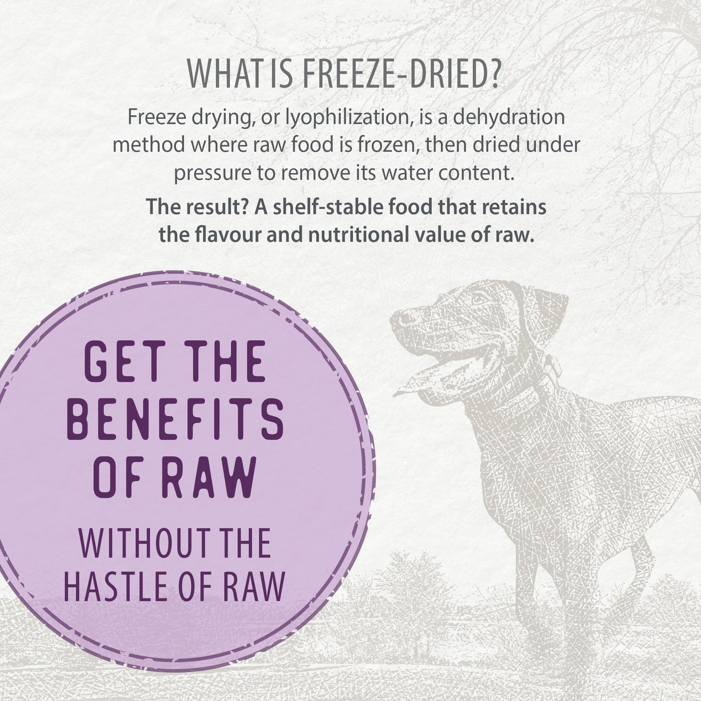 
                        
                          An infographic shows how freeze-drying preserves flavor and nutrients—just like Caledon Farms Simply Freeze-Dried Beef Recipe 280g. A sketched dog and a purple circle say, “Get the benefits of raw without the hassle of raw.”.
                        
                      