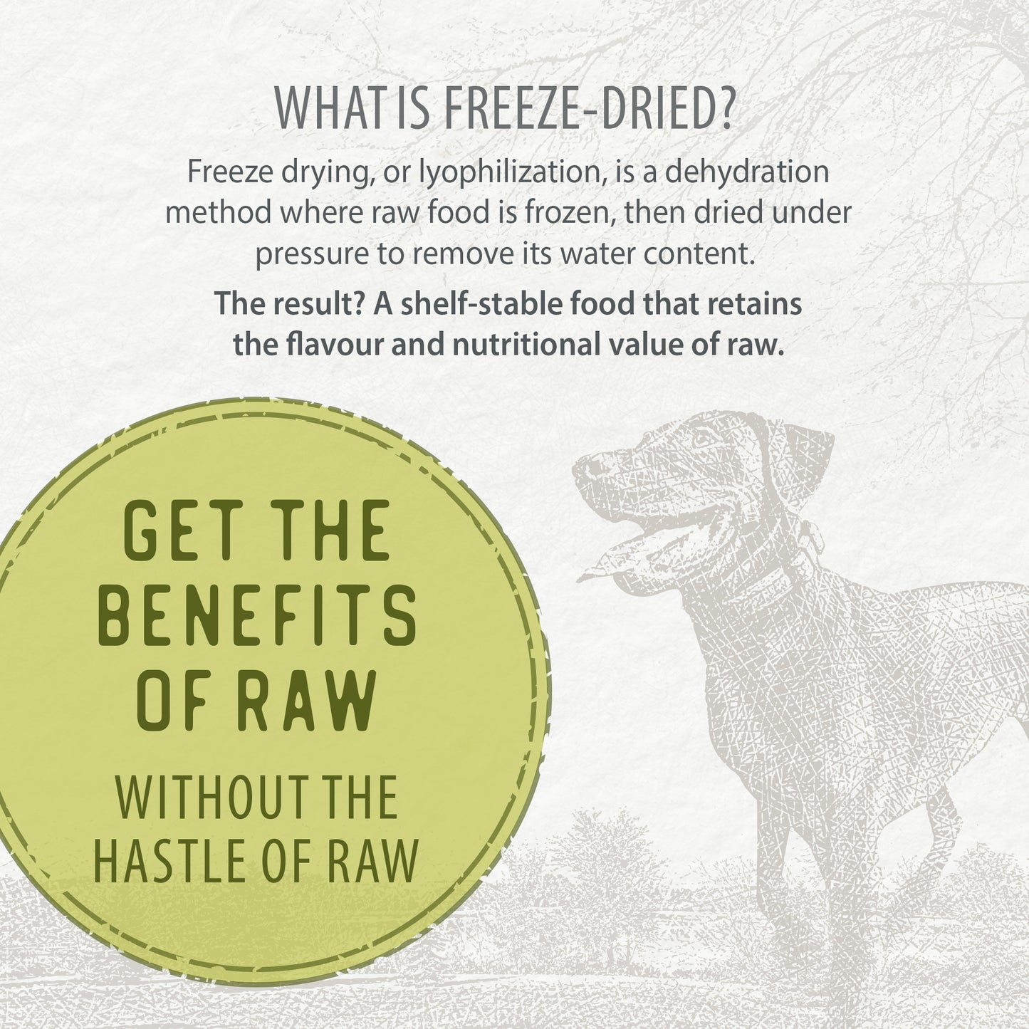 
                        
                          A graphic explains freeze-drying with a dog illustration, showing that Caledon Farms Simply Freeze-Dried Chicken Recipe 280g is shelf-stable, keeps raw nutrition, and offers high protein benefits without hassle.
                        
                      